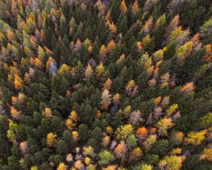 Preview wallpaper autumn, trees, aerial view, paint autumn, forest