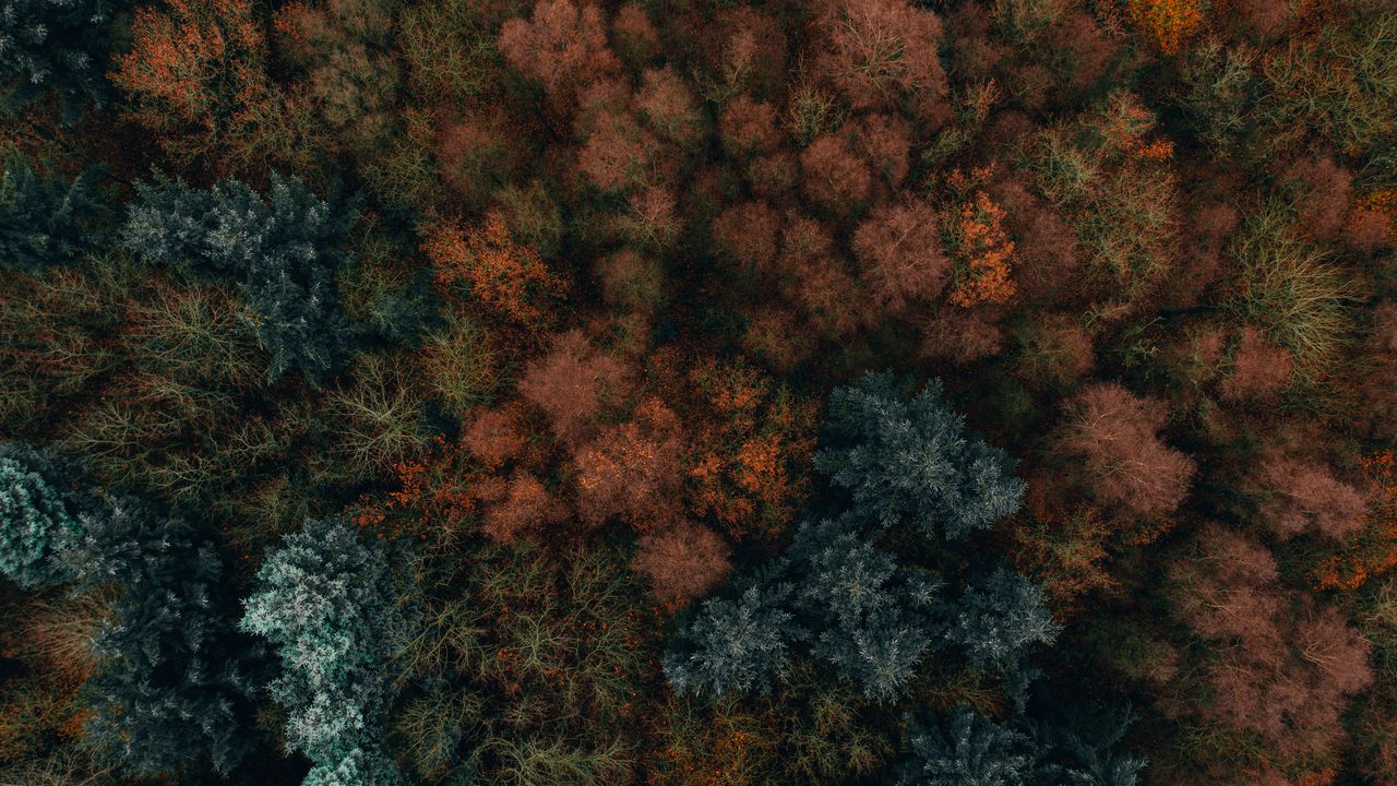Wallpaper autumn, trees, aerial view, forest, autumn colors, vegetation