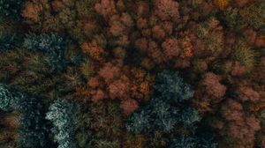 Preview wallpaper autumn, trees, aerial view, forest, autumn colors, vegetation