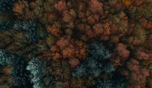 Preview wallpaper autumn, trees, aerial view, forest, autumn colors, vegetation