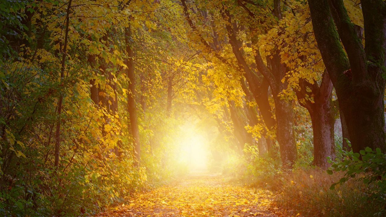 Wallpaper autumn, trees, arch, sunlight, path