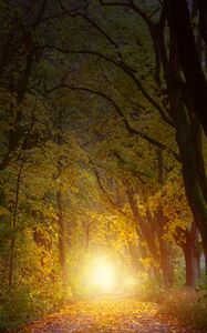 Preview wallpaper autumn, trees, arch, sunlight, path