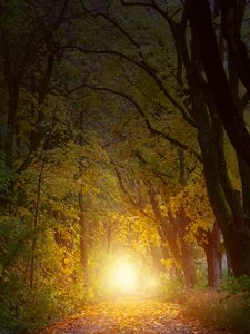 Preview wallpaper autumn, trees, arch, sunlight, path