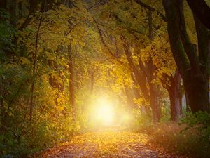 Preview wallpaper autumn, trees, arch, sunlight, path