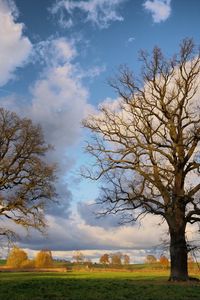 Preview wallpaper autumn, trees, clouds, branches, field, grass