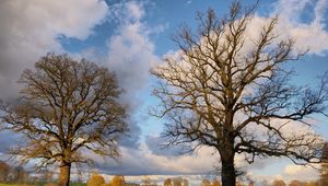 Preview wallpaper autumn, trees, clouds, branches, field, grass