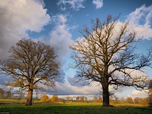 Preview wallpaper autumn, trees, clouds, branches, field, grass