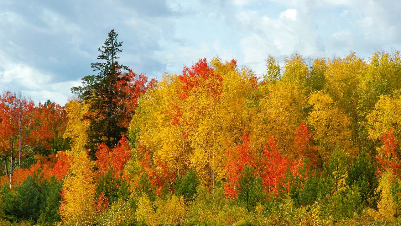Wallpaper autumn, trees, colors, variety, shades, birches, fir-trees, sky