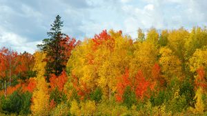 Preview wallpaper autumn, trees, colors, variety, shades, birches, fir-trees, sky