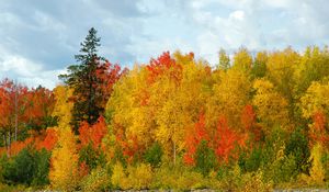 Preview wallpaper autumn, trees, colors, variety, shades, birches, fir-trees, sky