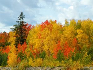 Preview wallpaper autumn, trees, colors, variety, shades, birches, fir-trees, sky