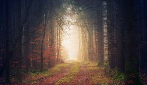 Preview wallpaper autumn, trees, fog, path, foliage