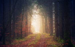 Preview wallpaper autumn, trees, fog, path, foliage