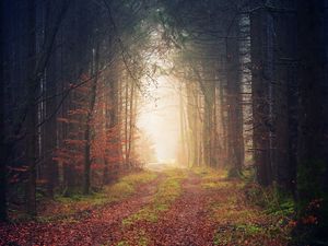 Preview wallpaper autumn, trees, fog, path, foliage