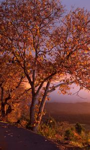Preview wallpaper autumn, trees, foliage, sunset