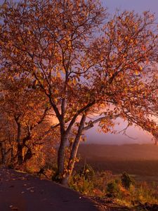 Preview wallpaper autumn, trees, foliage, sunset