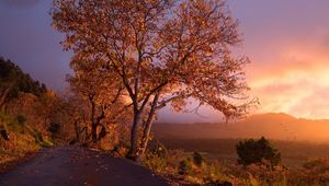 Preview wallpaper autumn, trees, foliage, sunset