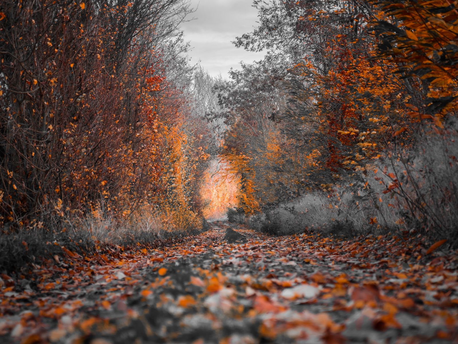 Download wallpaper 1600x1200 autumn, trees, foliage, autumn colors standard  4:3 hd background