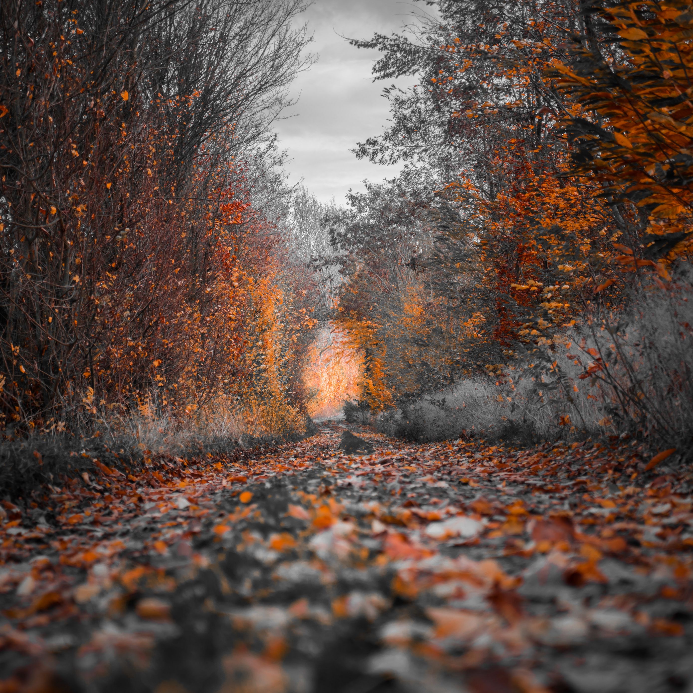 2780x2780 Wallpaper autumn, trees, foliage, autumn colors