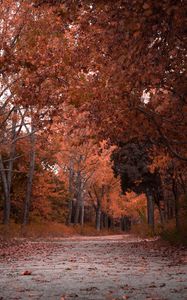 Preview wallpaper autumn, trees, foliage, park
