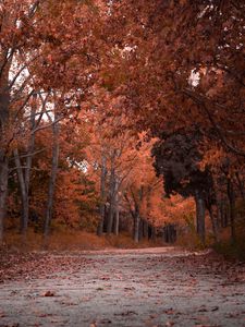 Preview wallpaper autumn, trees, foliage, park