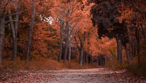 Preview wallpaper autumn, trees, foliage, park