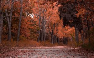 Preview wallpaper autumn, trees, foliage, park