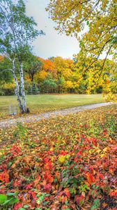 Preview wallpaper autumn, trees, footpath, forest