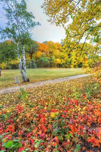 Preview wallpaper autumn, trees, footpath, forest