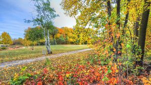 Preview wallpaper autumn, trees, footpath, forest