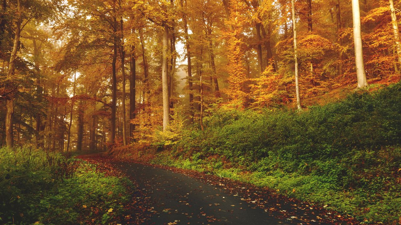 Wallpaper autumn, trees, forest, trail