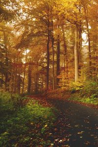 Preview wallpaper autumn, trees, forest, trail