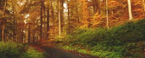 Preview wallpaper autumn, trees, forest, trail
