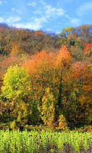 Preview wallpaper autumn, trees, forest, grass