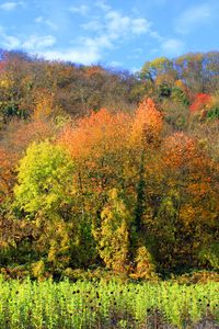 Preview wallpaper autumn, trees, forest, grass