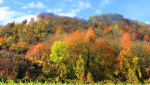 Preview wallpaper autumn, trees, forest, grass