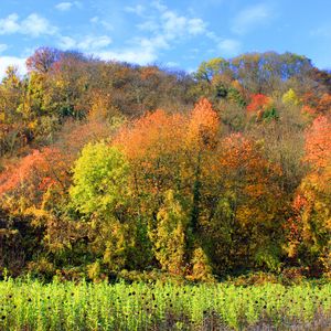 Preview wallpaper autumn, trees, forest, grass