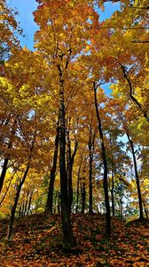 Preview wallpaper autumn, trees, forest