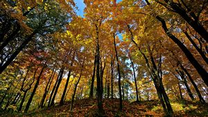 Preview wallpaper autumn, trees, forest