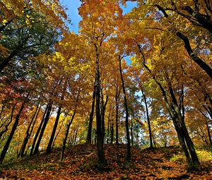 Preview wallpaper autumn, trees, forest