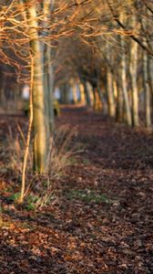 Preview wallpaper autumn, trees, forest