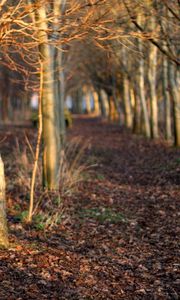 Preview wallpaper autumn, trees, forest