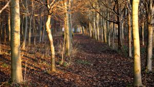 Preview wallpaper autumn, trees, forest