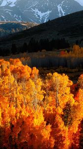 Preview wallpaper autumn, trees, gold, mountains, light, hills, slopes, october
