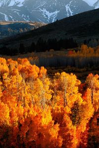 Preview wallpaper autumn, trees, gold, mountains, light, hills, slopes, october