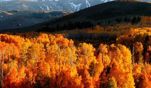 Preview wallpaper autumn, trees, gold, mountains, light, hills, slopes, october