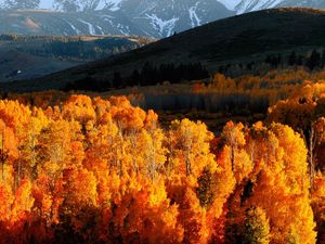 Preview wallpaper autumn, trees, gold, mountains, light, hills, slopes, october