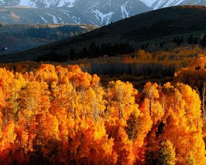 Preview wallpaper autumn, trees, gold, mountains, light, hills, slopes, october