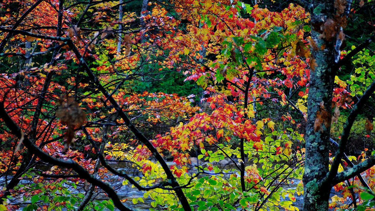 Wallpaper autumn, trees, landscape, beautifully