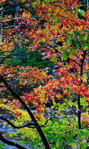 Preview wallpaper autumn, trees, landscape, beautifully